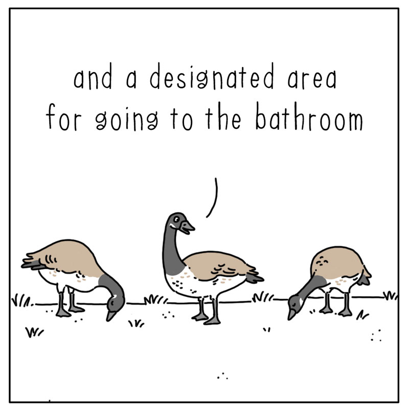 https://cdn.tinyview.com/they-can-talk/2023/11/25/designated-area/geese_designated2.jpg