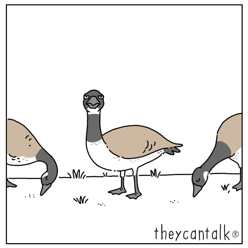 https://cdn.tinyview.com/they-can-talk/2023/11/25/designated-area/geese_designated4.jpg