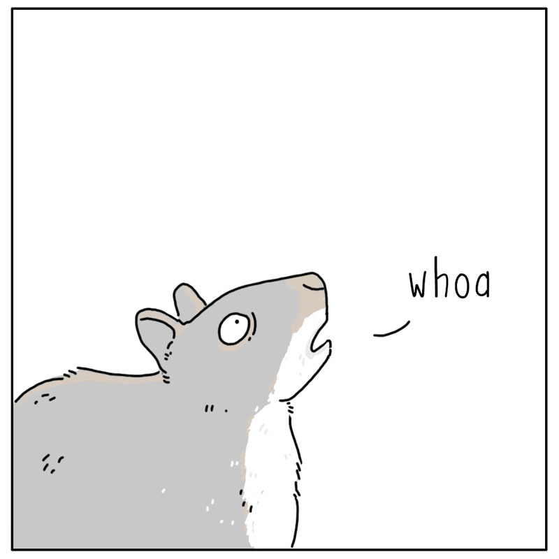 https://cdn.tinyview.com/they-can-talk/2023/12/01/wings/squirrel_wings4.jpg