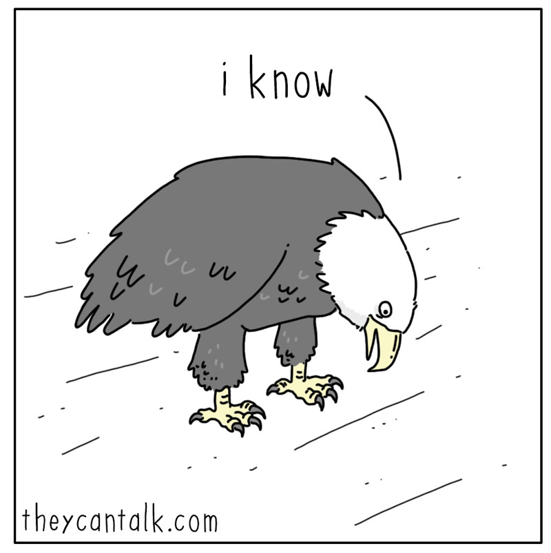 https://cdn.tinyview.com/they-can-talk/2023/12/08/options/eagle_windowshopping3.jpg