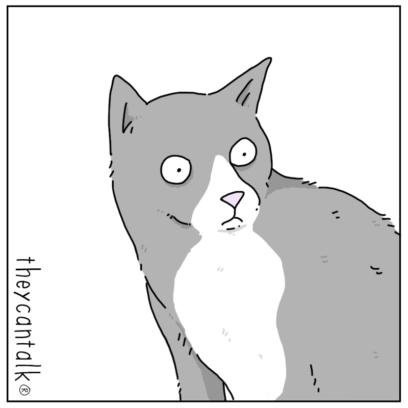 https://cdn.tinyview.com/they-can-talk/2024/01/01/resolutions/cat_resolution2.jpg
