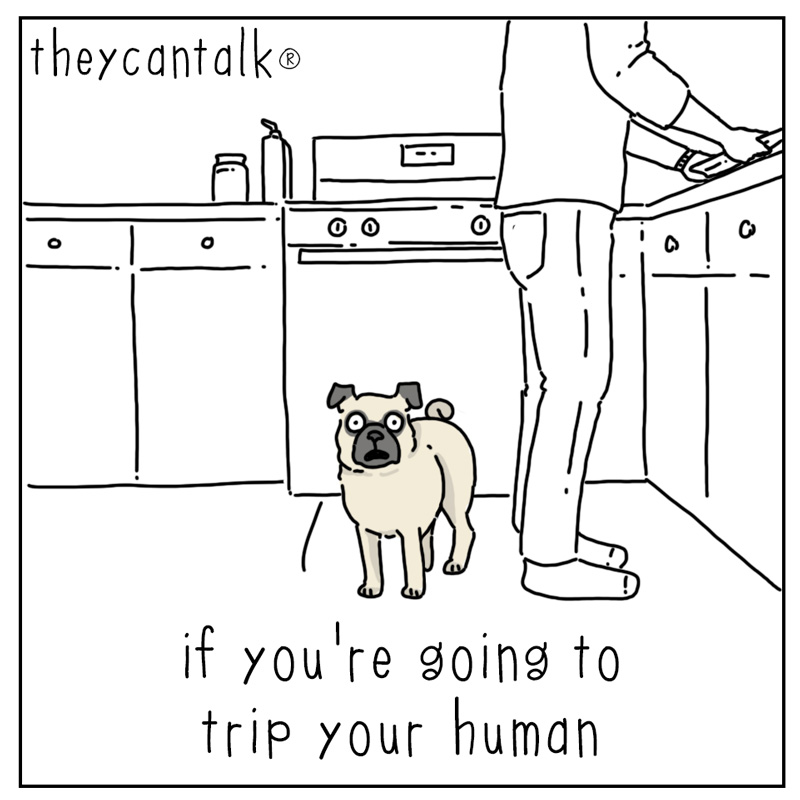 https://cdn.tinyview.com/they-can-talk/2024/01/15/trip/dog_trip1.jpg
