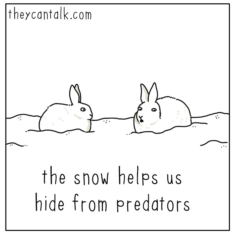 https://cdn.tinyview.com/they-can-talk/2024/01/19/snow/rabbit_snow1.jpg