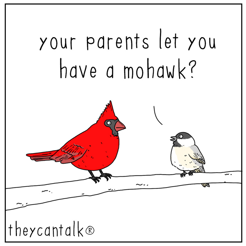 https://cdn.tinyview.com/they-can-talk/2024/02/02/mohawk/bird_mohawk1.jpg