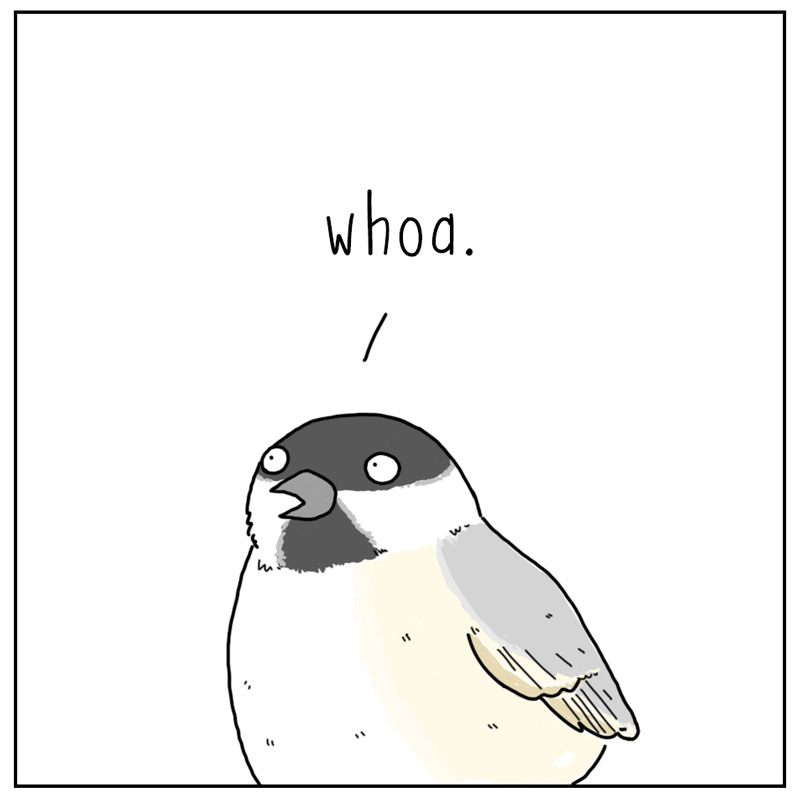 https://cdn.tinyview.com/they-can-talk/2024/02/02/mohawk/bird_mohawk3.jpg
