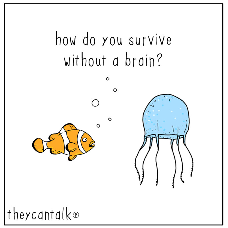 https://cdn.tinyview.com/they-can-talk/2024/02/16/brain/jellyfish_brain1.jpg