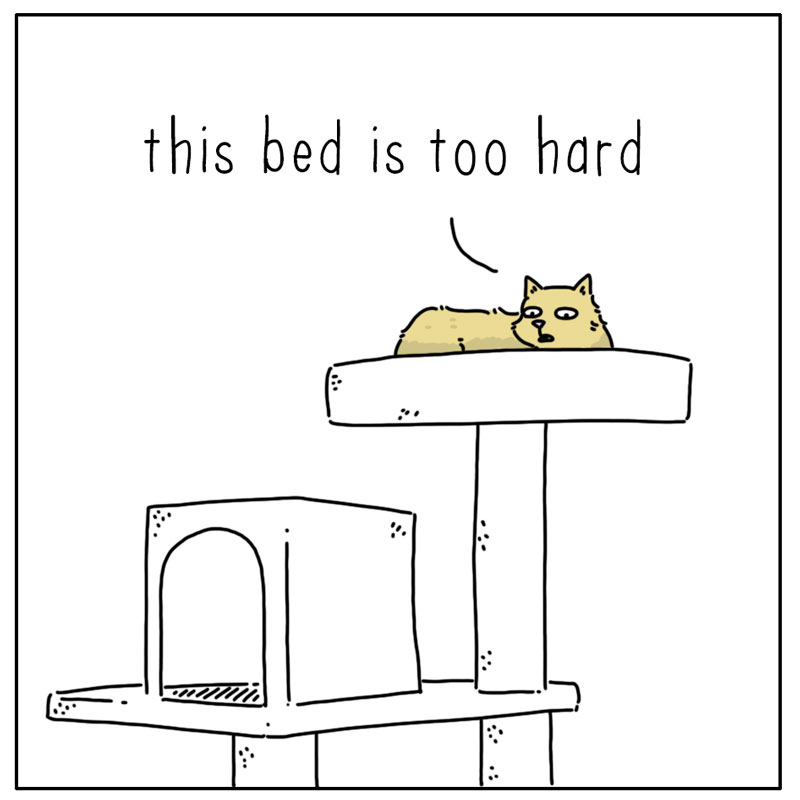 https://cdn.tinyview.com/they-can-talk/2024/03/11/goldilocks/cat_bed1.jpg