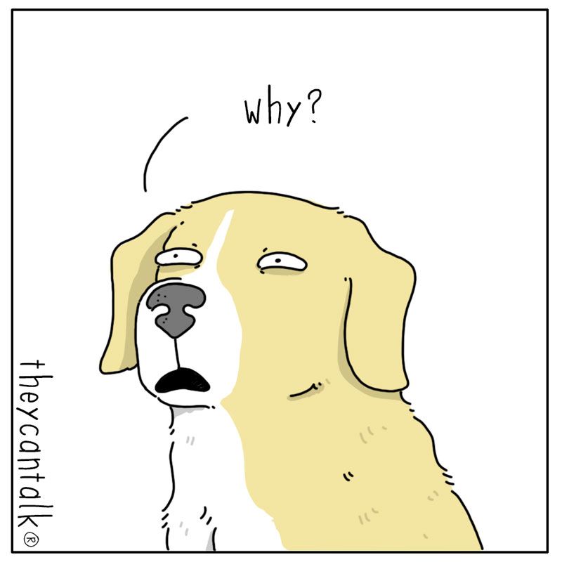https://cdn.tinyview.com/they-can-talk/2024/03/18/scraps/dog_scraps3.jpg