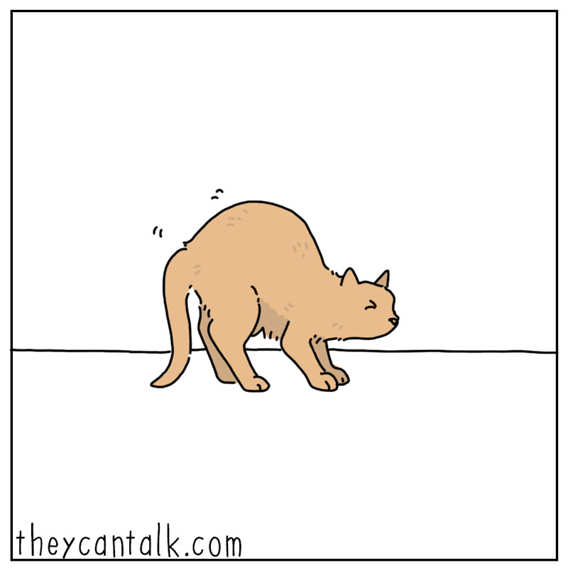 https://cdn.tinyview.com/they-can-talk/2024/03/25/dancing/cat_dancing1.jpg