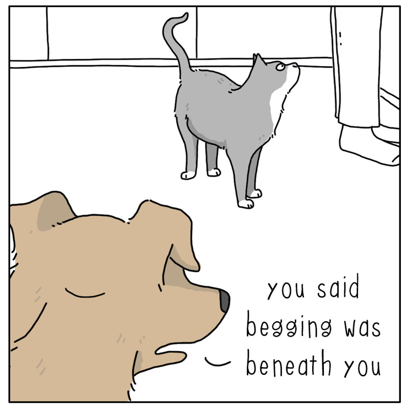 https://cdn.tinyview.com/they-can-talk/2024/04/26/begging/cat_begging1.jpg