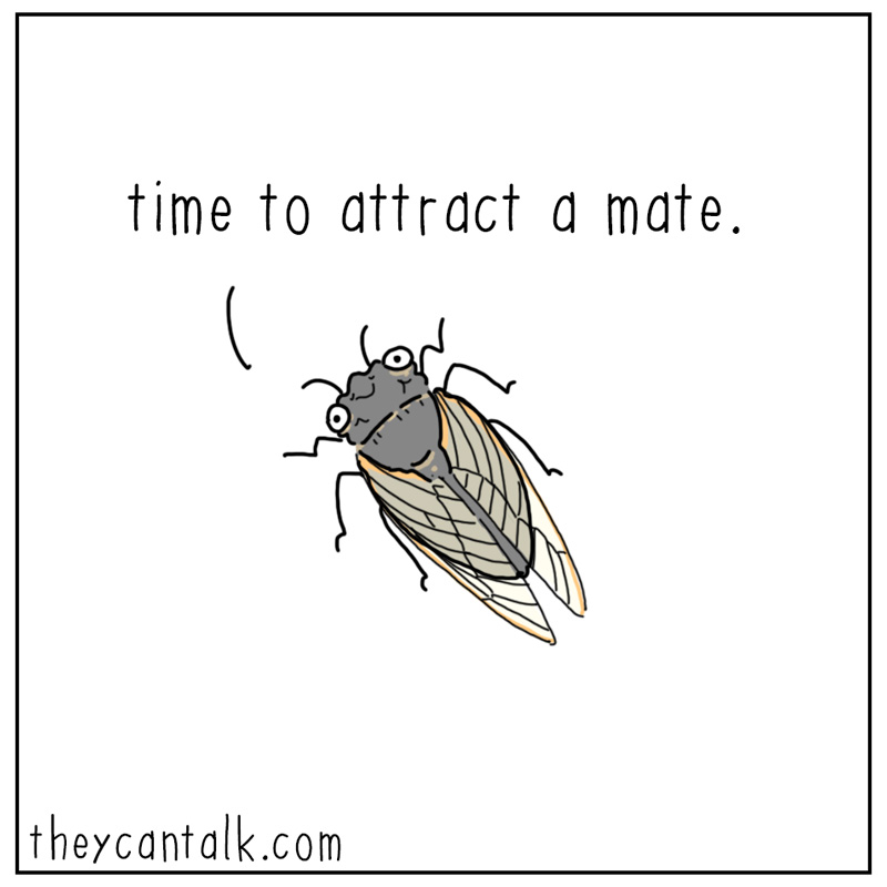 https://cdn.tinyview.com/they-can-talk/2024/05/17/cicadas/cicada1.jpg