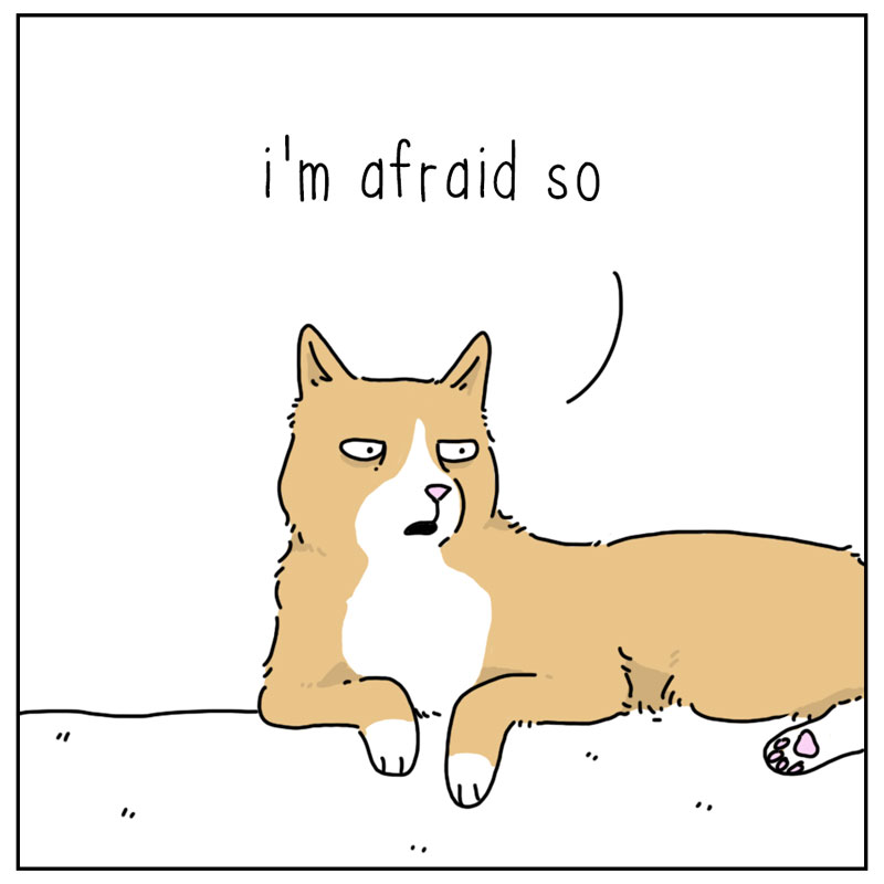 https://cdn.tinyview.com/they-can-talk/2024/05/20/cool/dog_cool4.jpg