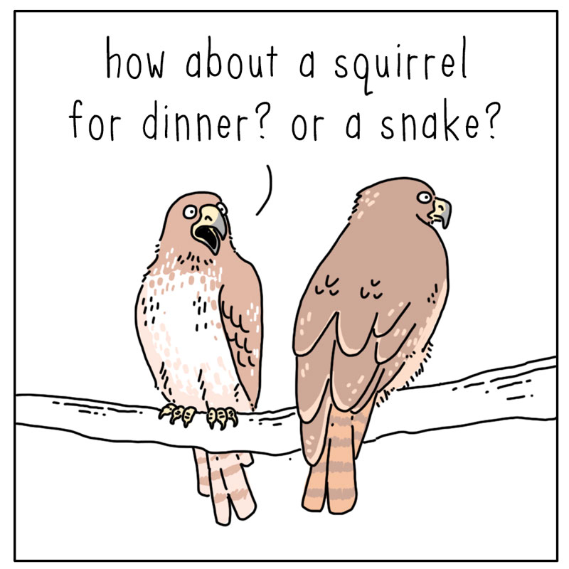 https://cdn.tinyview.com/they-can-talk/2024/06/03/decisions/hawk_dinner1.jpg