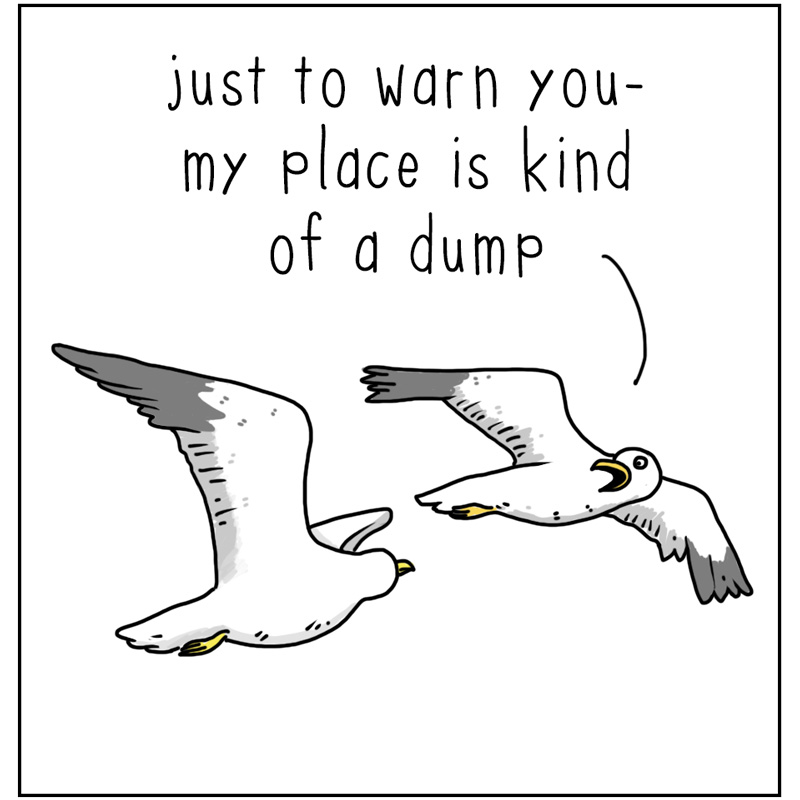 https://cdn.tinyview.com/they-can-talk/2024/06/14/dump/seagull_dump1.jpg