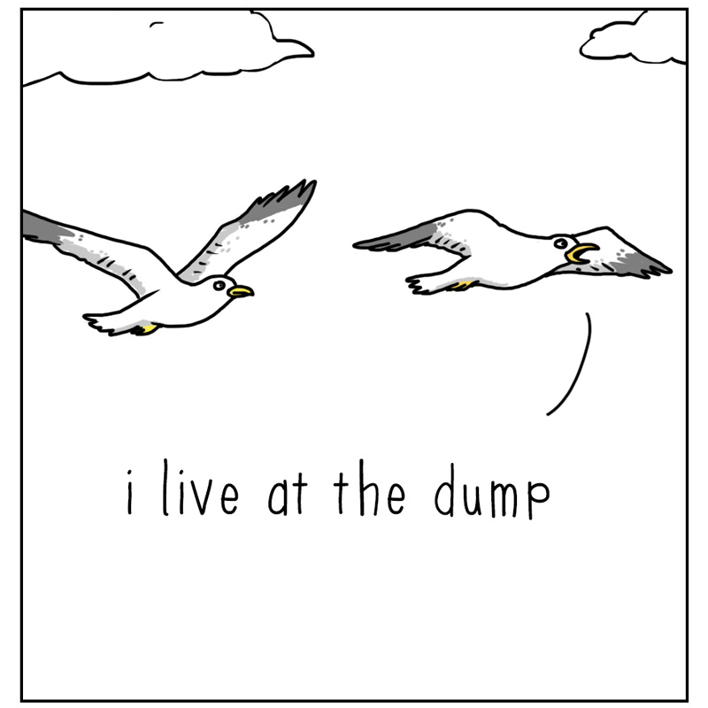 https://cdn.tinyview.com/they-can-talk/2024/06/14/dump/seagull_dump3.jpg