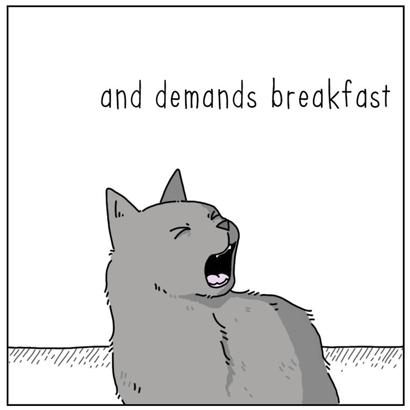 https://cdn.tinyview.com/they-can-talk/2024/06/28/midnight/cat_breakfast4.jpg