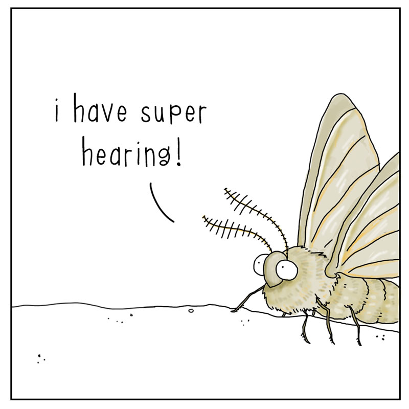https://cdn.tinyview.com/they-can-talk/2024/07/05/superpowers/stickbug_powers3.jpg
