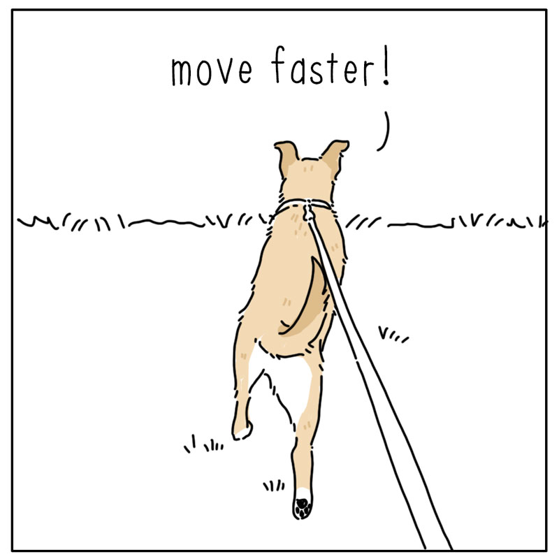 https://cdn.tinyview.com/they-can-talk/2024/09/02/legs/dog_fourlegs2.jpg