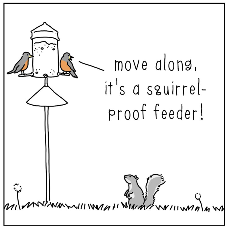 https://cdn.tinyview.com/they-can-talk/2024/09/06/feeder/squirrell_challenge1.jpg