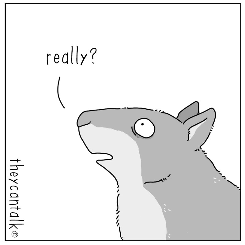 https://cdn.tinyview.com/they-can-talk/2024/09/06/feeder/squirrell_challenge2.jpg