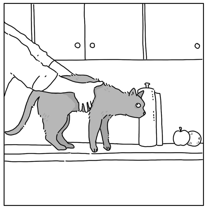 https://cdn.tinyview.com/they-can-talk/2024/11/04/counter/cat_counter2.jpg