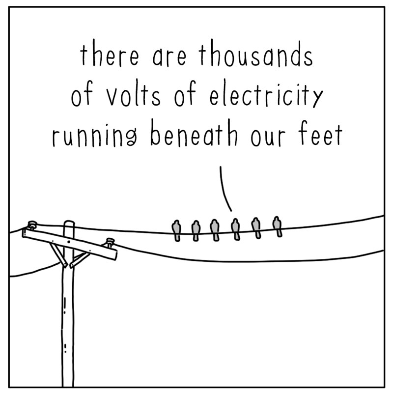 https://cdn.tinyview.com/they-can-talk/2024/11/14/electricity/pigeon_wire1.jpg