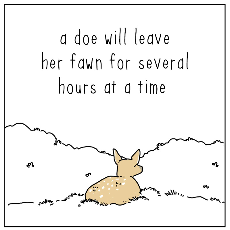 https://cdn.tinyview.com/they-can-talk/2024/11/22/mother/deer_mother1.jpg