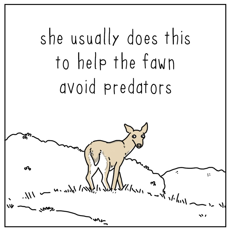 https://cdn.tinyview.com/they-can-talk/2024/11/22/mother/deer_mother2.jpg