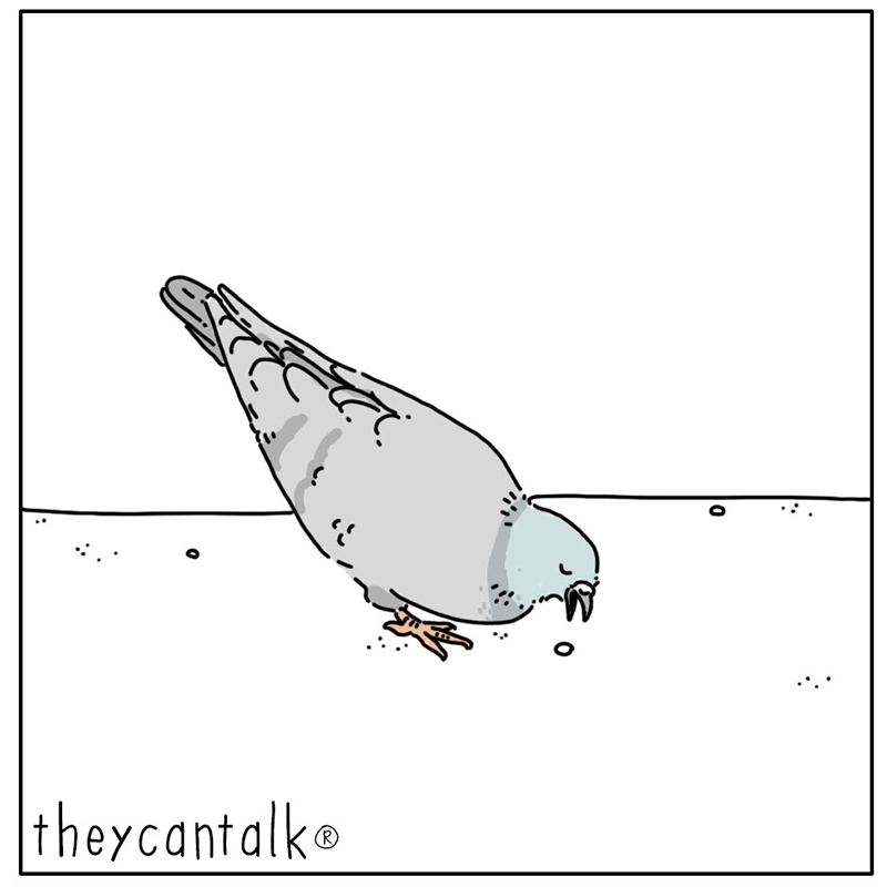 https://cdn.tinyview.com/they-can-talk/2025/02/07/appreciate/pigeon_savor3.jpg