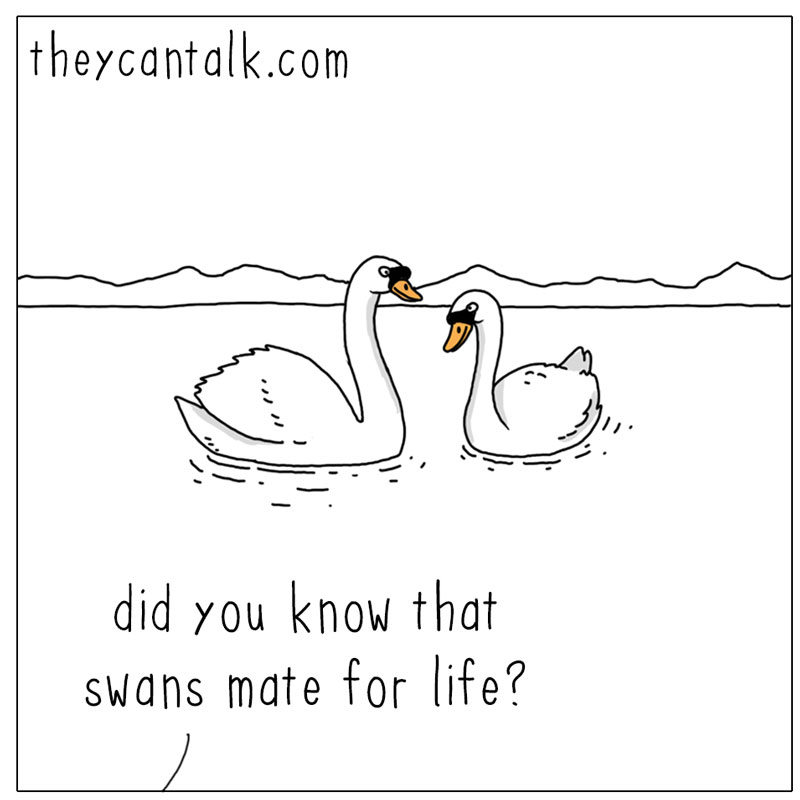 https://cdn.tinyview.com/they-can-talk/2025/02/13/romantic/swans_romantic1.jpg