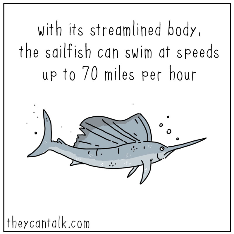 https://cdn.tinyview.com/they-can-talk/2025/02/17/design/sailfish_boxfish1.jpg