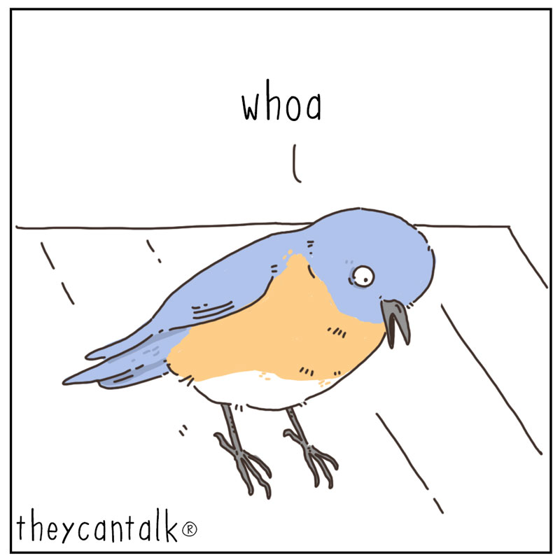https://cdn.tinyview.com/they-can-talk/2025/02/24/birdhouse/bird_builthouse1.jpg