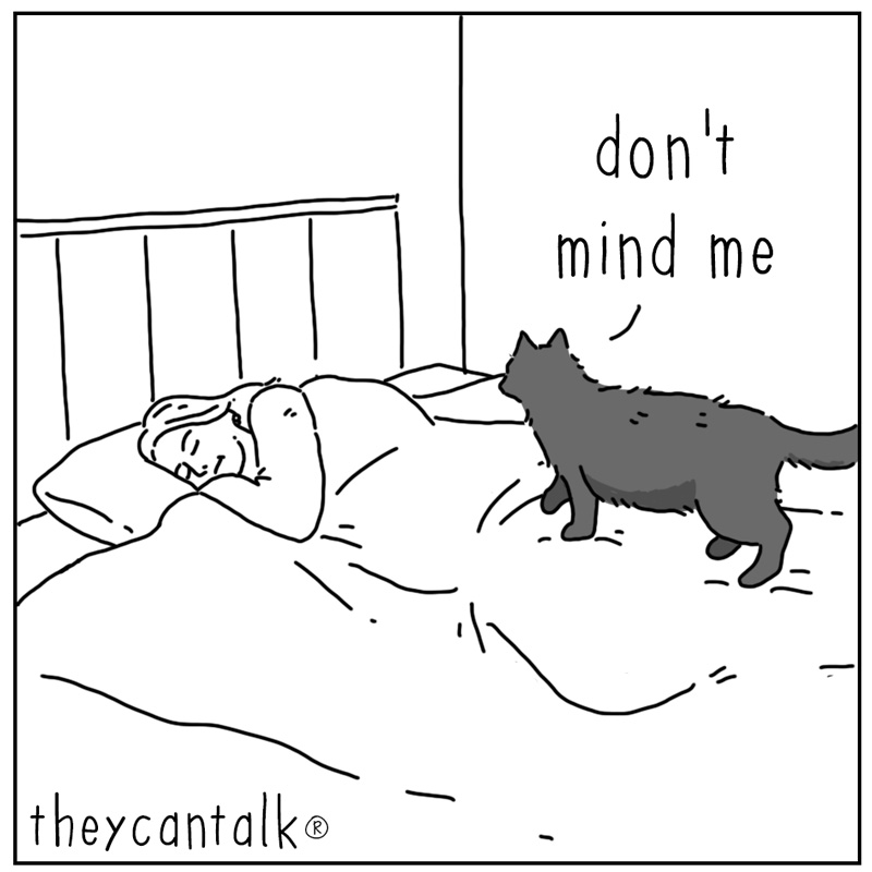 https://cdn.tinyview.com/they-can-talk/2025/03/10/sleep/cat_dontmindme1.jpg
