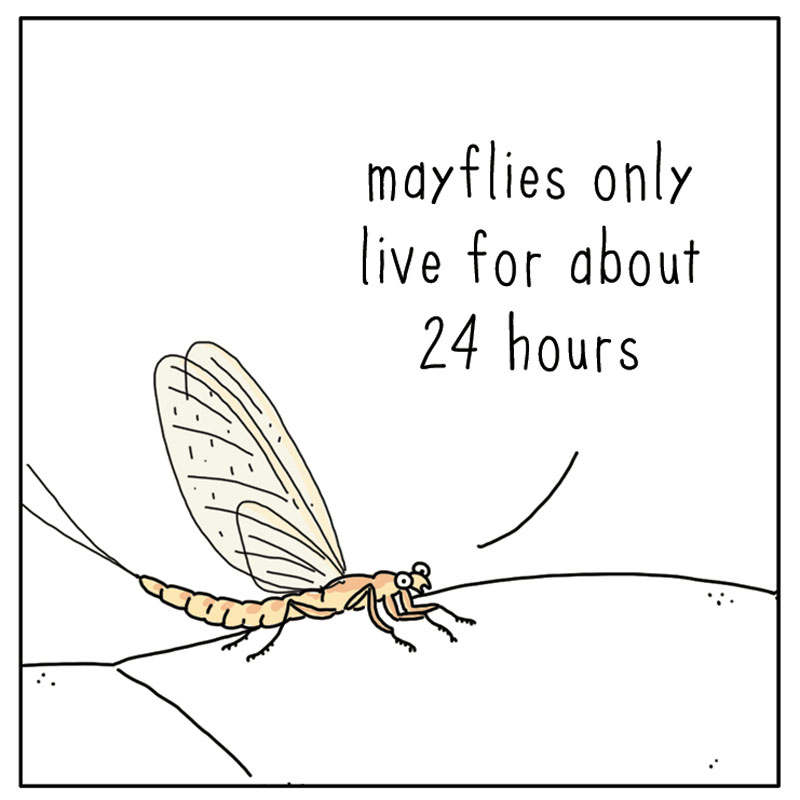 https://cdn.tinyview.com/they-can-talk/2025/03/21/mayfly/mayfly_today1.jpg