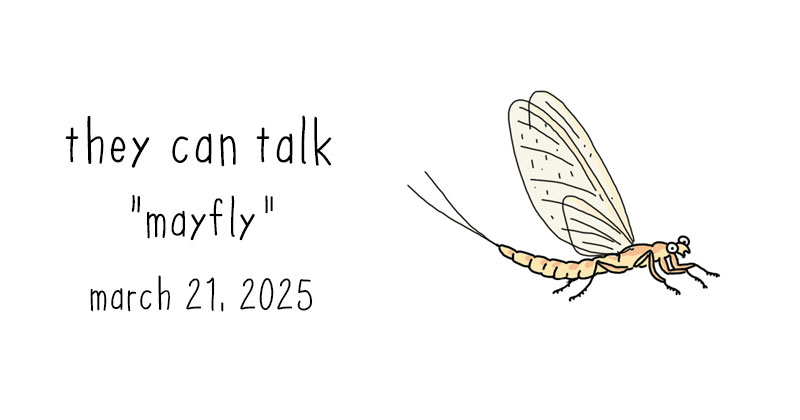 mayfly
