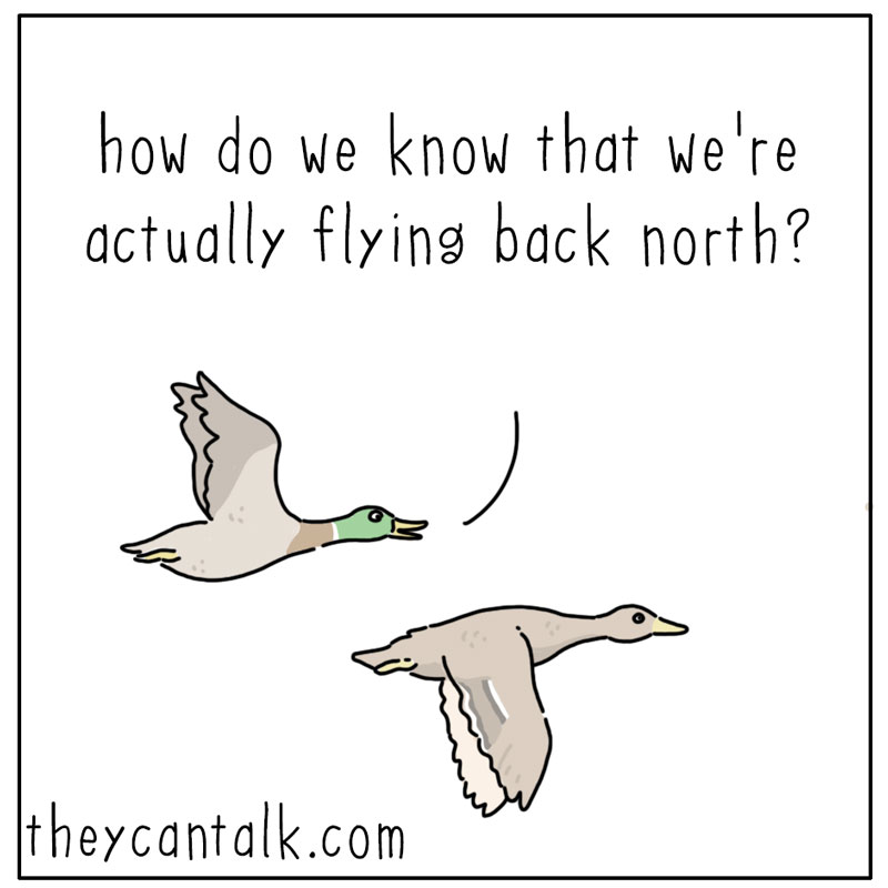https://cdn.tinyview.com/they-can-talk/2025/03/28/gut/duck_gut1.jpg