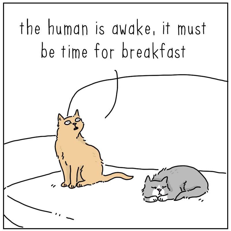 https://cdn.tinyview.com/they-can-talk/2025/04/14/breakfast/cat_midnight1.jpg