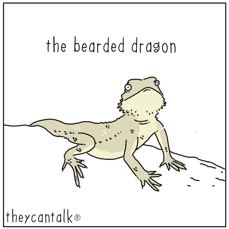 https://cdn.tinyview.com/they-can-talk/2025/05/05/bearded-dragon/beardeddragon1.jpg