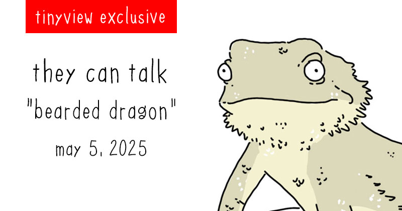 bearded dragon