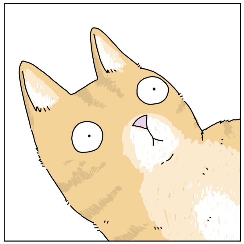 https://cdn.tinyview.com/they-can-talk/2025/06/12/string/cat_string2.jpg