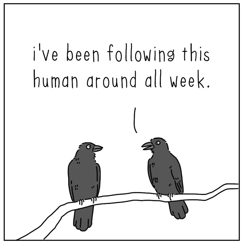 https://cdn.tinyview.com/they-can-talk/2025/08/04/following/crow_follow1.jpg