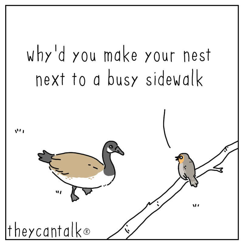 https://cdn.tinyview.com/they-can-talk/2025/09/01/problem/goose_nest1.jpg