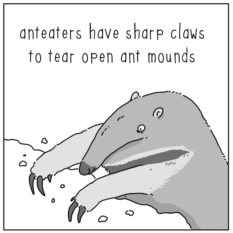 https://cdn.tinyview.com/they-can-talk/2025/10/06/anteater/anteater_design1.jpg