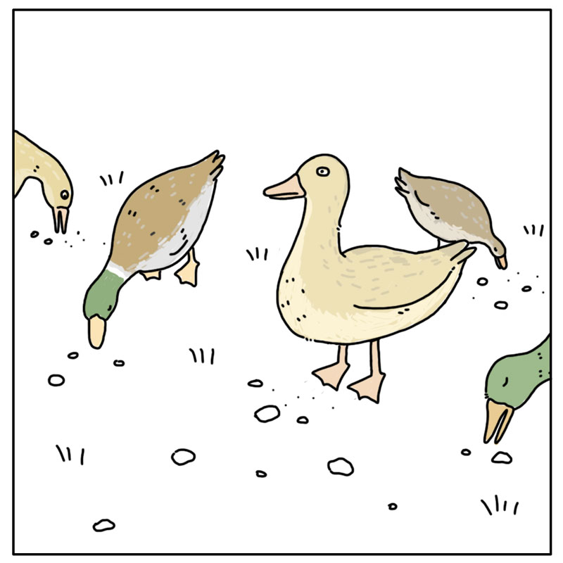 https://cdn.tinyview.com/they-can-talk/2026/03/03/bread/duck_stalebread3.jpg