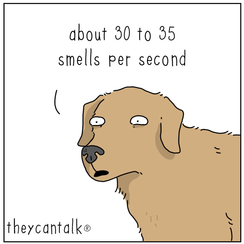 https://cdn.tinyview.com/they-can-talk/2026/04/03/speed/dog_smellspersecond3.jpg