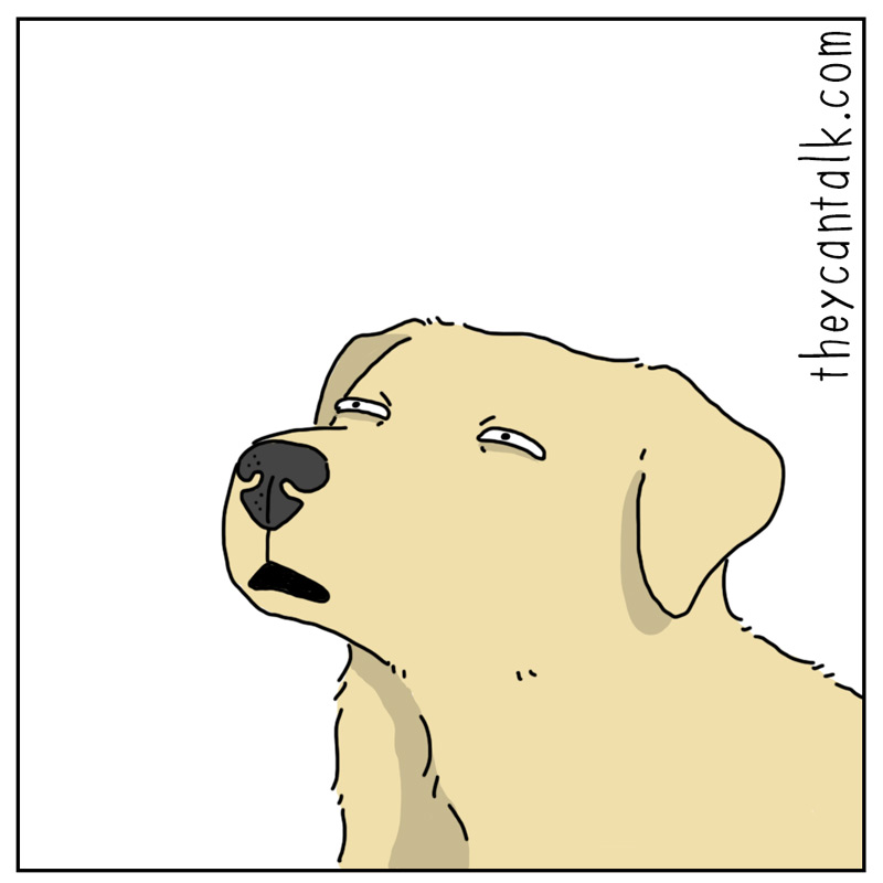 https://cdn.tinyview.com/they-can-talk/2026/04/16/point/dog_point4.jpg