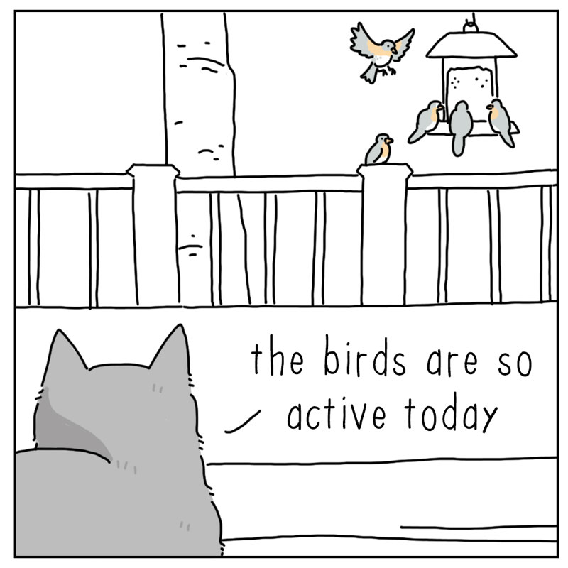 https://cdn.tinyview.com/they-can-talk/2026/04/17/torn/cat_hatebirds1.jpg
