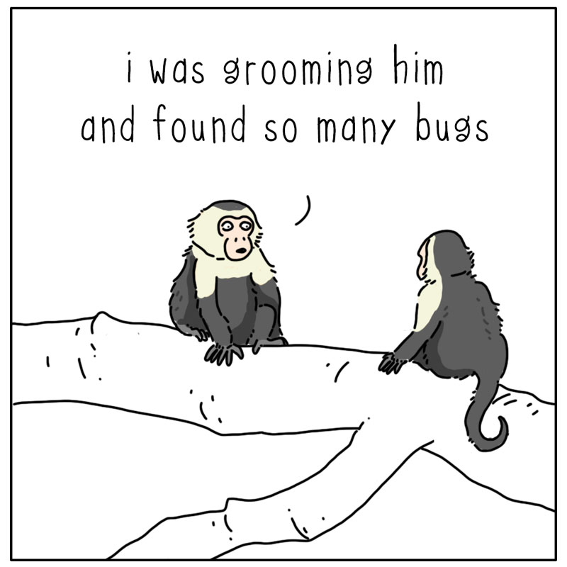https://cdn.tinyview.com/they-can-talk/2026/05/23/bugs/monkey_grooming1.jpg