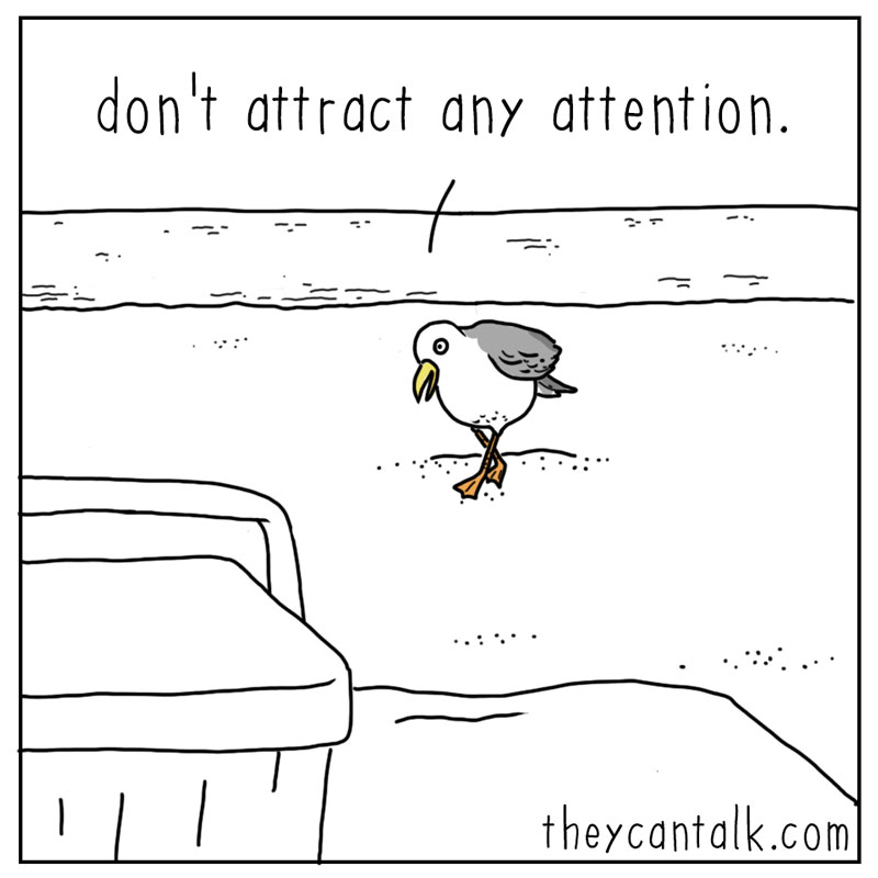 https://cdn.tinyview.com/they-can-talk/2026/07/15/attention/seagull_attention2.jpg