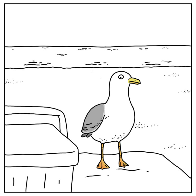 https://cdn.tinyview.com/they-can-talk/2026/07/15/attention/seagull_attention3.jpg